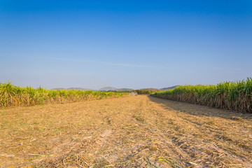 sugarcane plantation