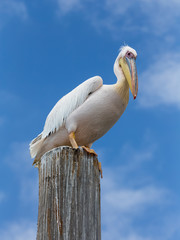 Great White Pelican looking down