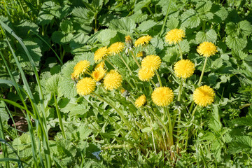 Yellow Dandelion Flowers