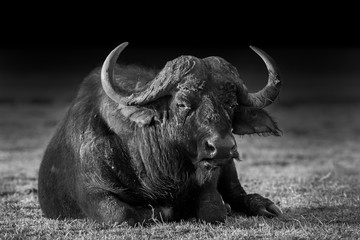Afrikanischer Büffel in Schwarz und Weiß