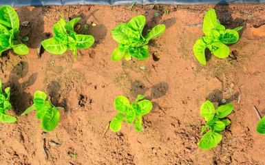 salad vegetable growing on plantation : Green Cos vegetable