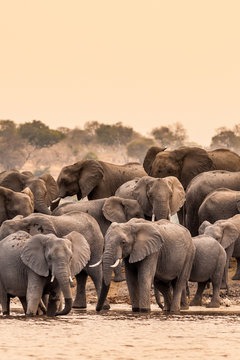 Fototapeta Herd of African Elephants