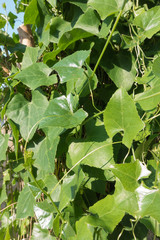 Obraz premium Ivy gourd leaves, high vitamin A