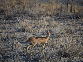 Small Dik-Dik