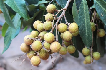  the longan, is a tropical tree that produces edible fruit in Thailand