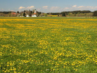 Landschaft im Westallgäu bei Kisslegg im Frühling