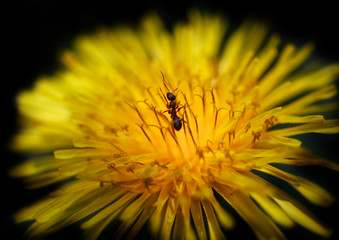 ant on yellow dandelion