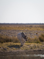 Southern white rhinoceros at waterhole