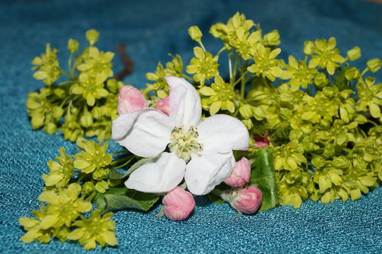 Fototapeta Apple blossom and green flowers on turquoise background