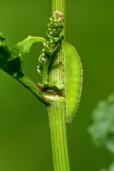 Lycaena dispar, bruco