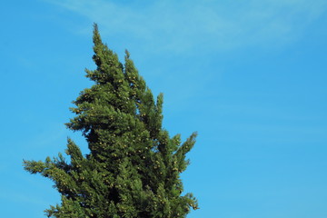 Cipresso mediterraneo 