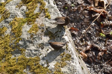 カワガラスのつがい