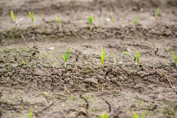 Green sprouts among the dried and cracked earth