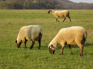 Sheep grazing on meadow