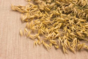 oat grain closeup