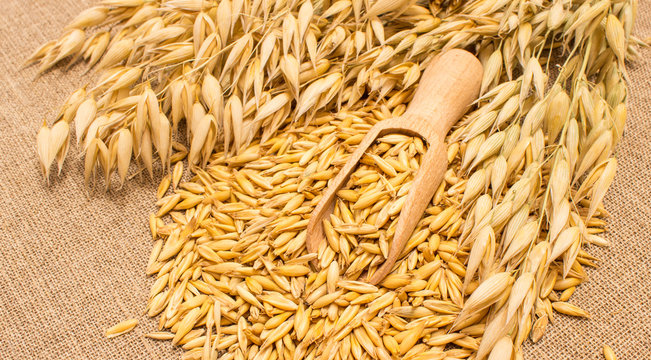 oat grain on canvas closeup