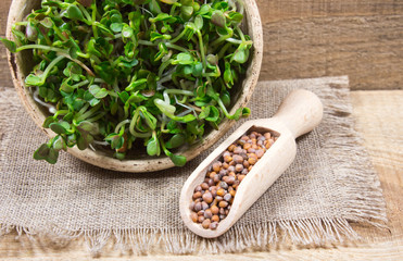 Fresh radish sprouts on a wooden background.