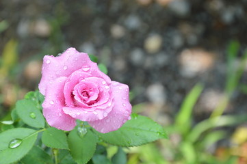 purple rose blooming in the garden