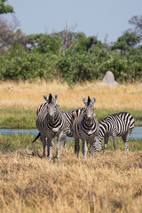 Obraz premium Zebras grazing in the Okavango Delta