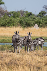 Fototapeta na wymiar Zebras grazing in the Okavango Delta