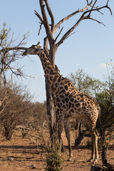 Angolan giraffe eating leafs