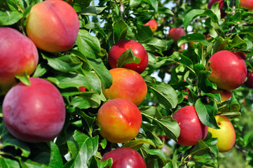 ripe plums on a tree branch