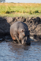 Hippo walking in river