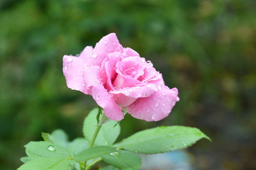 rose blooming in the garden