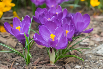 Blossoming purple crocuses