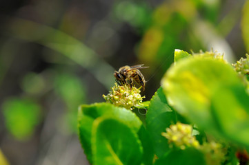 Abeille butineuse.
