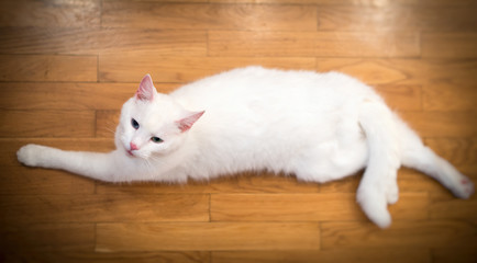 White cat on the floor. Top view.