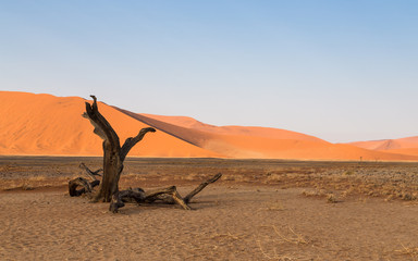 Old dead tree in front of sand dunes