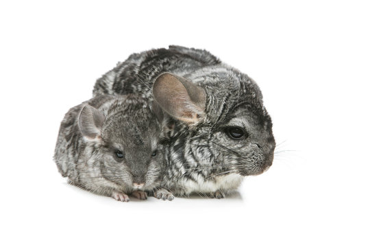 Two chinchillas isolated over white background