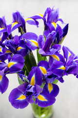 Iris flower on the gray background.