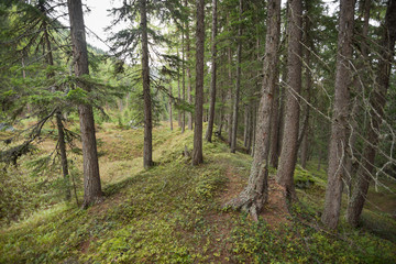 Fototapeta na wymiar inside a typical forest of the Italian Alps