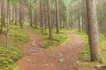 A single alpine path splits in two different directions. It's an autumnal cloudy day