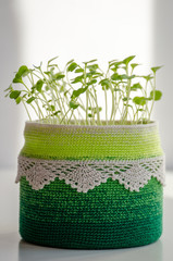 Young seedlings of arugula in recycling pot with crochet cover