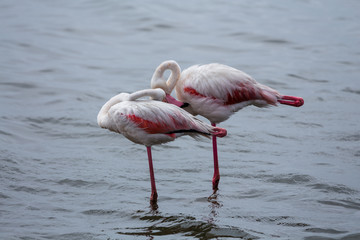 Two flamingos taking a break