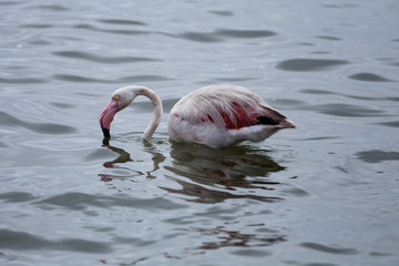 Flamingo enjoying the water
