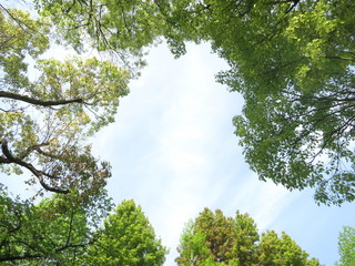 木々から垣間見える青空