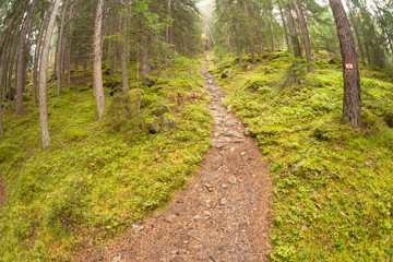 Fototapeta na wymiar walking into the forest long a path in a cloudy day. No people around