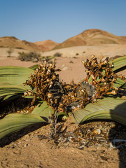 Welwitschia Mirabilis
