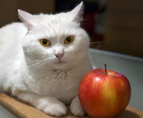 Kot z jabłkiem