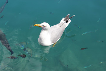 Fototapeta premium Seagull Swimming with the Fish