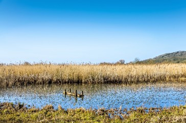 Bird hide, Leighton Moss RSPB, Lancashire, England