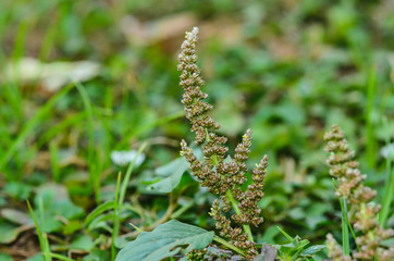 Amaranth seeds