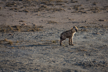 Baby hyena with broken leg
