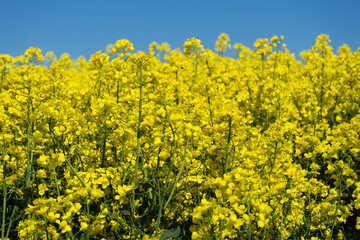 Obraz premium Rapsfeld in voller gelben Blüte
