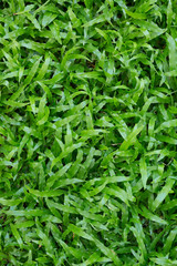 green grass turf