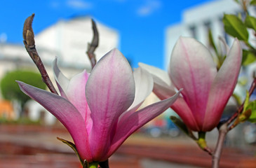 Obraz premium Magnolia tree blossom on Teatralna square in Vinnytsia, Ukraine